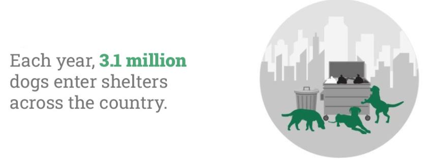 Top 10 Dog Statistics In 2024