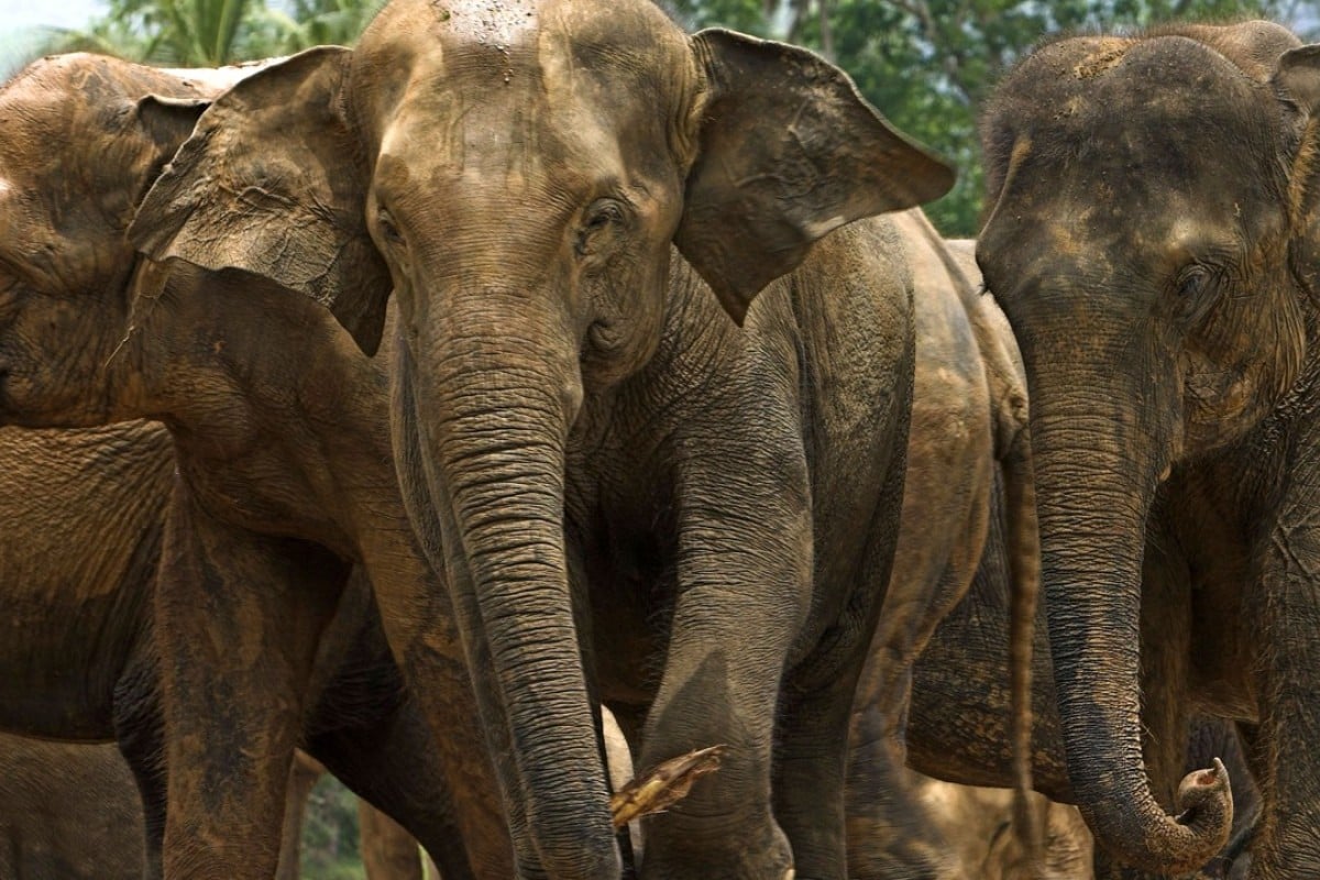 Elephant Dung Coffee: An Exotic, Expensive Brew