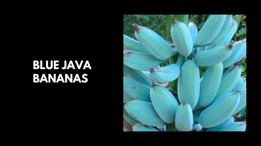 Blue-Java-Bananas