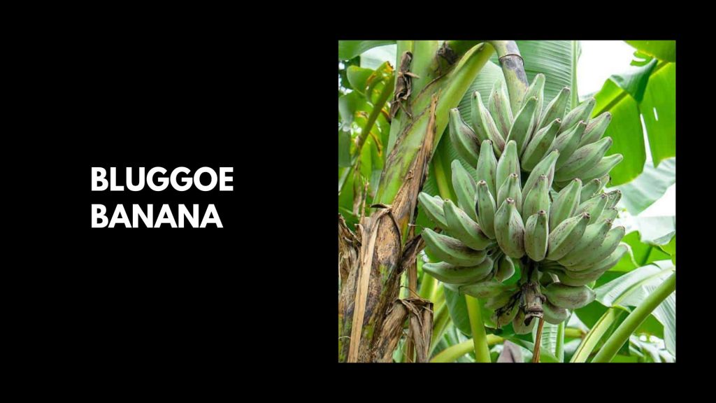 Bluggoe-Banana