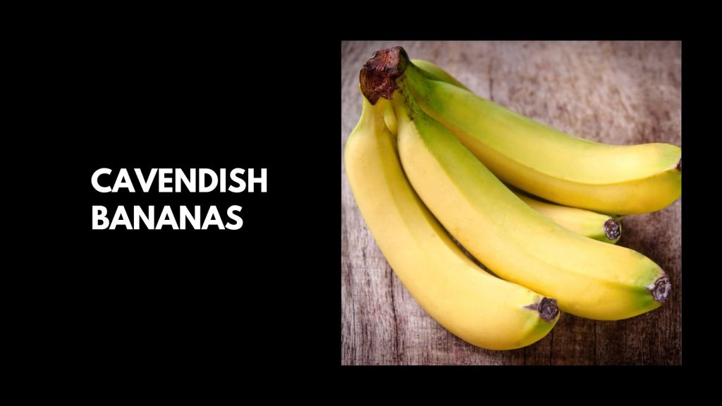 Cavendish-Bananas