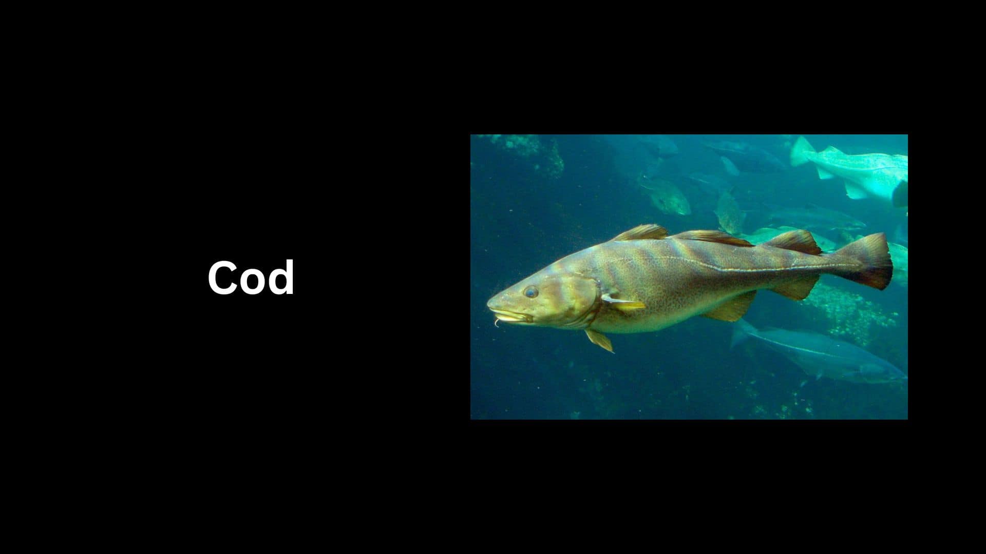 Cod