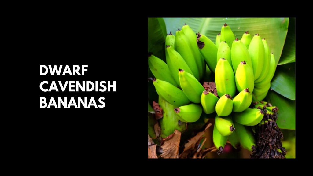 Dwarf-Cavendish-Bananas