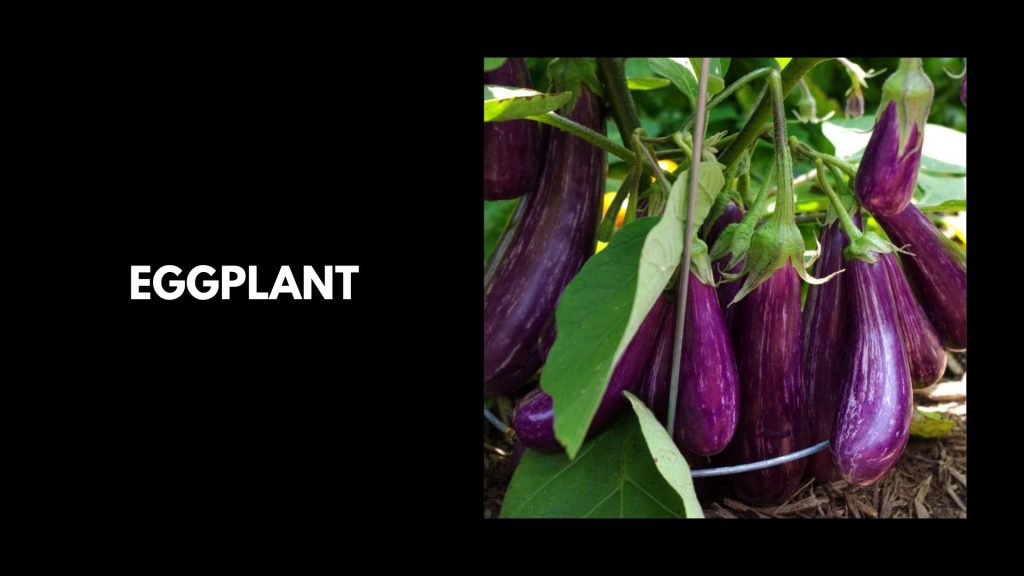 Eggplant-