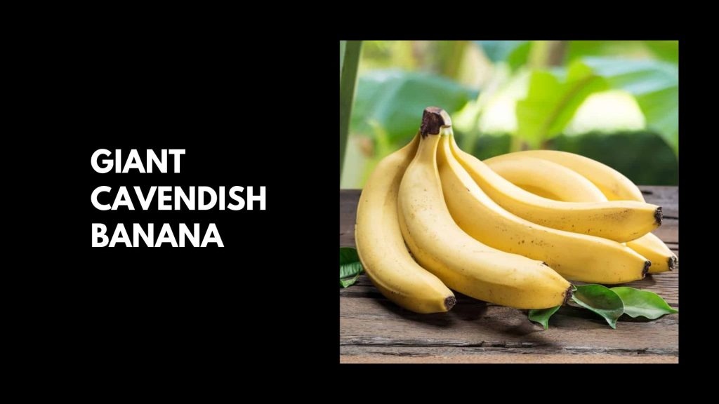 Giant-Cavendish-banana