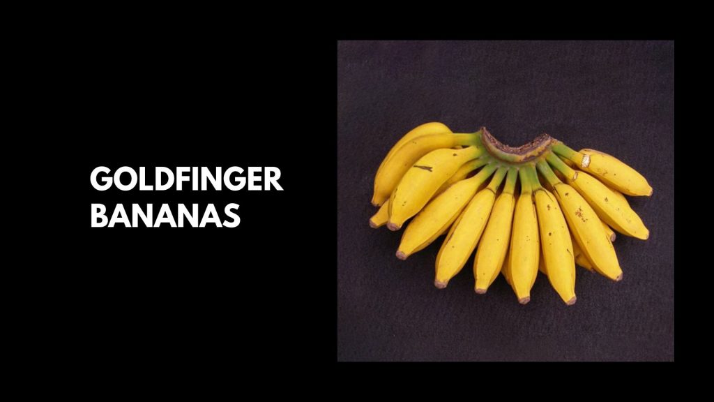 Goldfinger-Banana