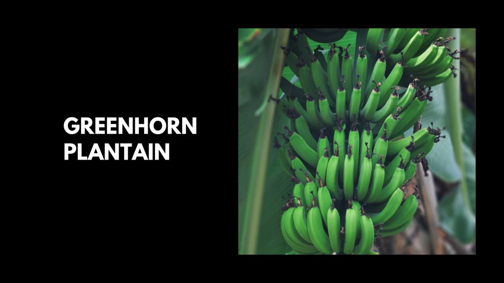 Greenhorn-plantain