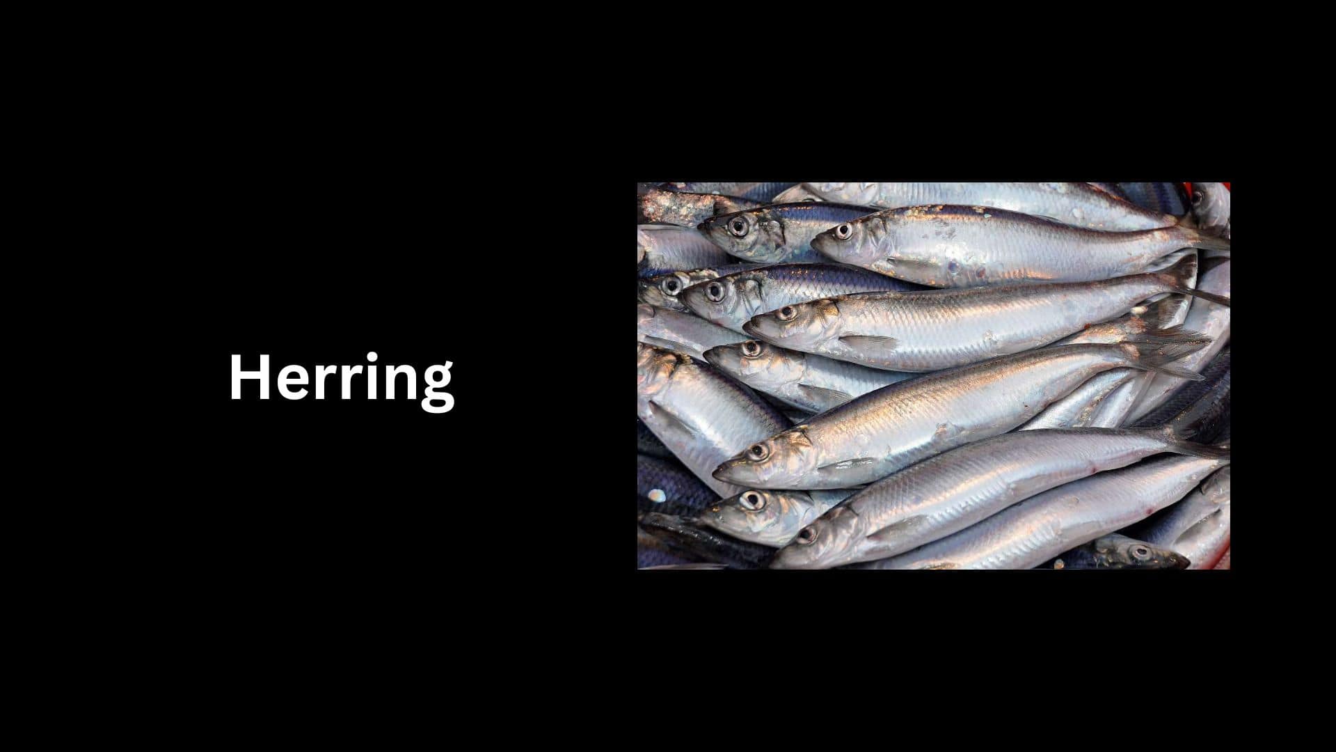 Herring