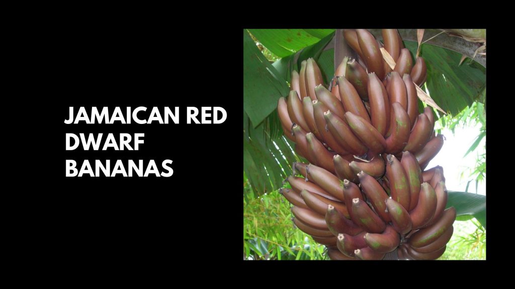 Jamaican-Red-Dwarf-Bananas