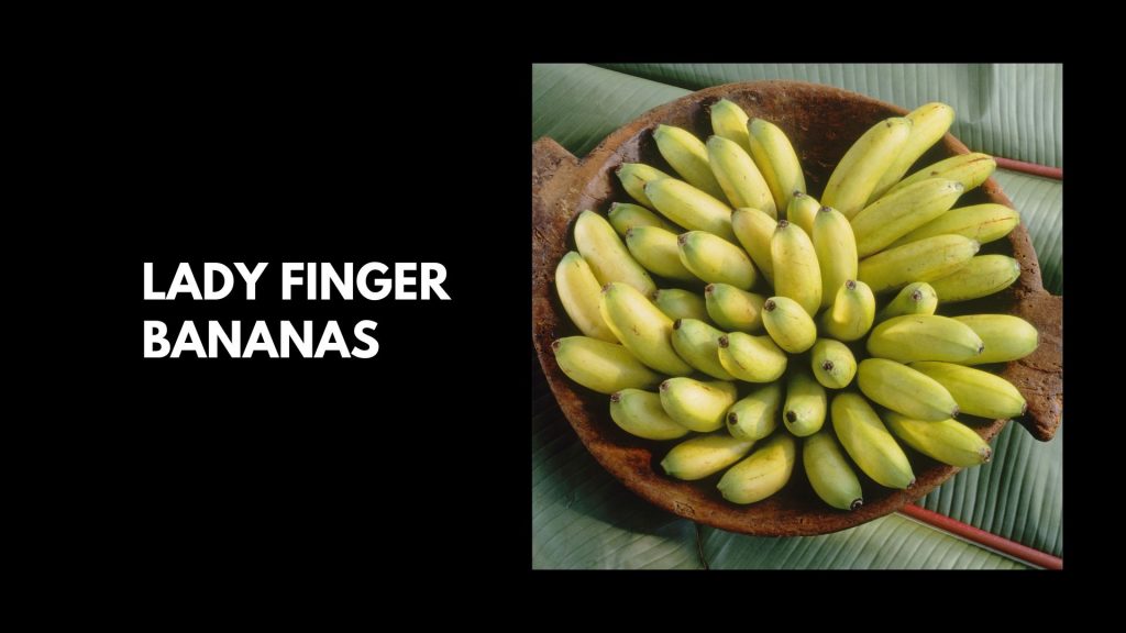 Lady-Finger-bananas