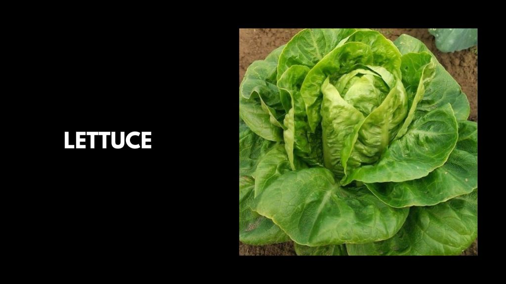 Lettuce-