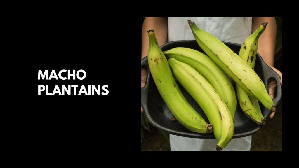 Macho-Plantains