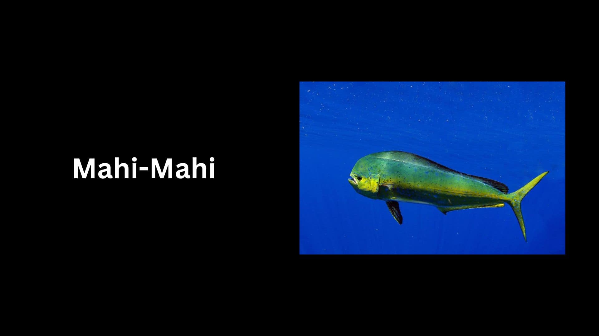 Mahi-Mahi