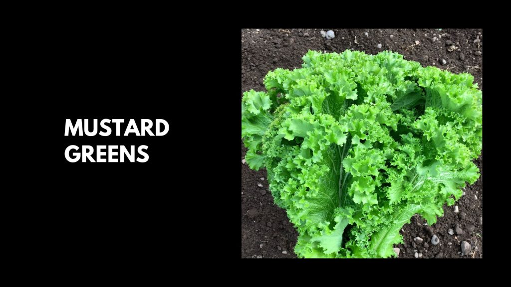 Mustard-Green