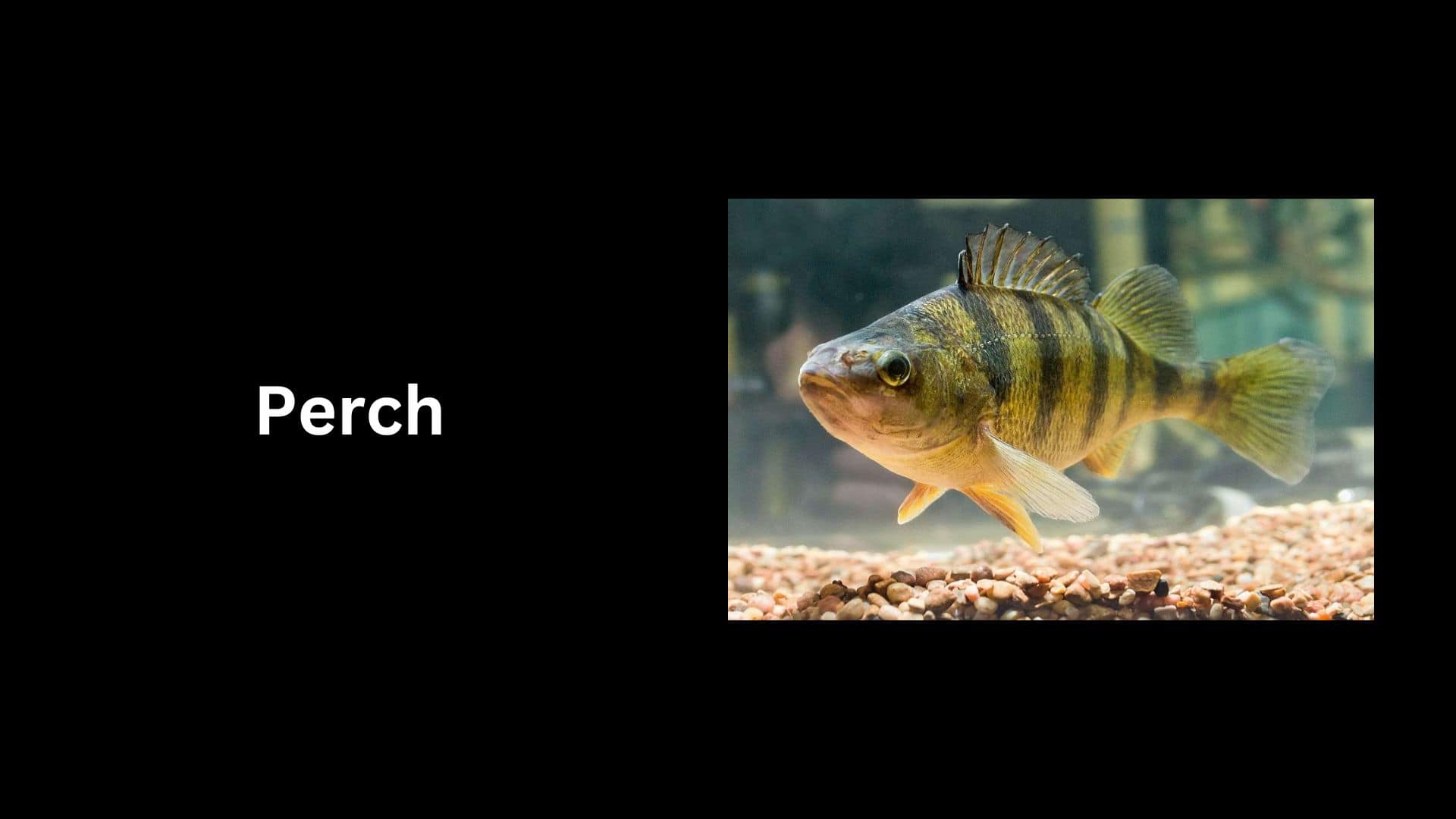 Perch