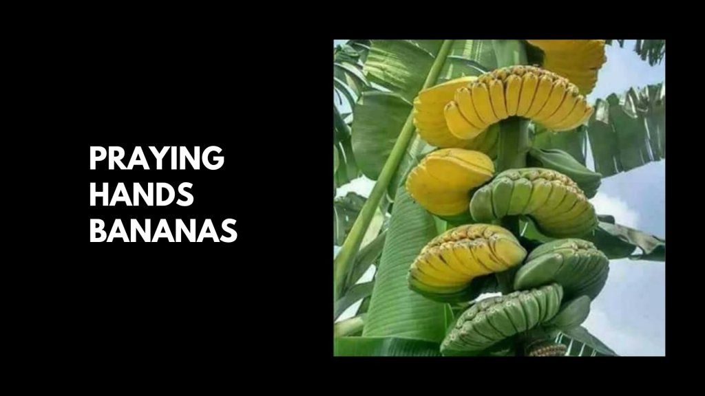 Praying-hands-bananas