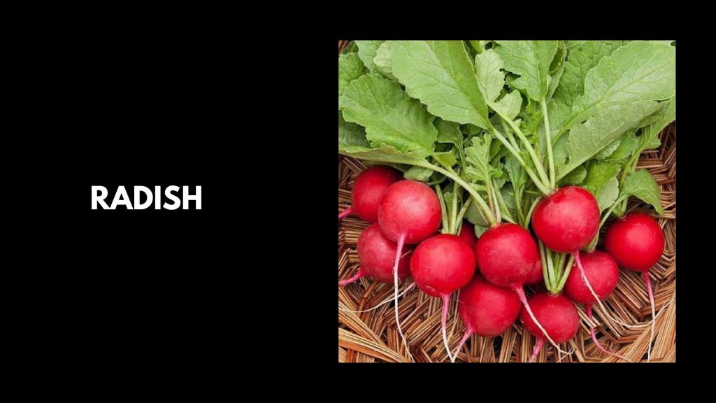 Radish