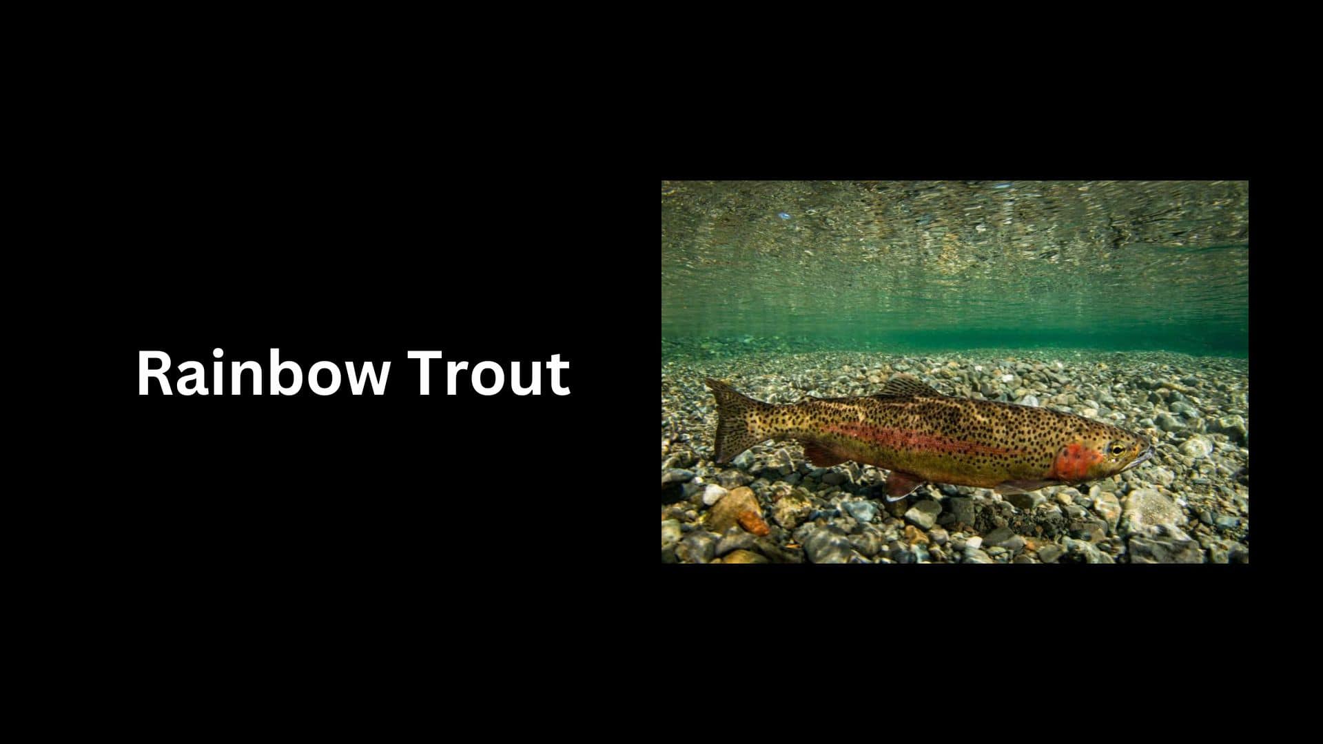 Rainbow Trout