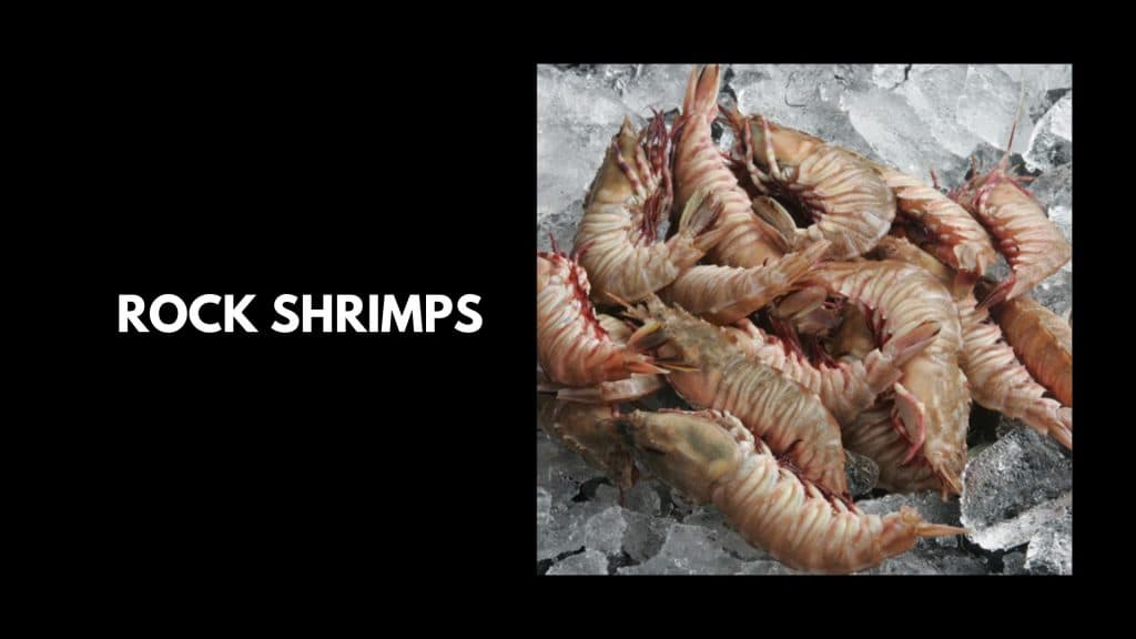 Rock-Shrimps