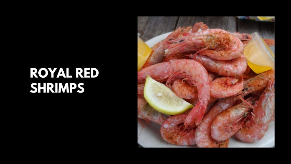 Royal-Red-Shrimps