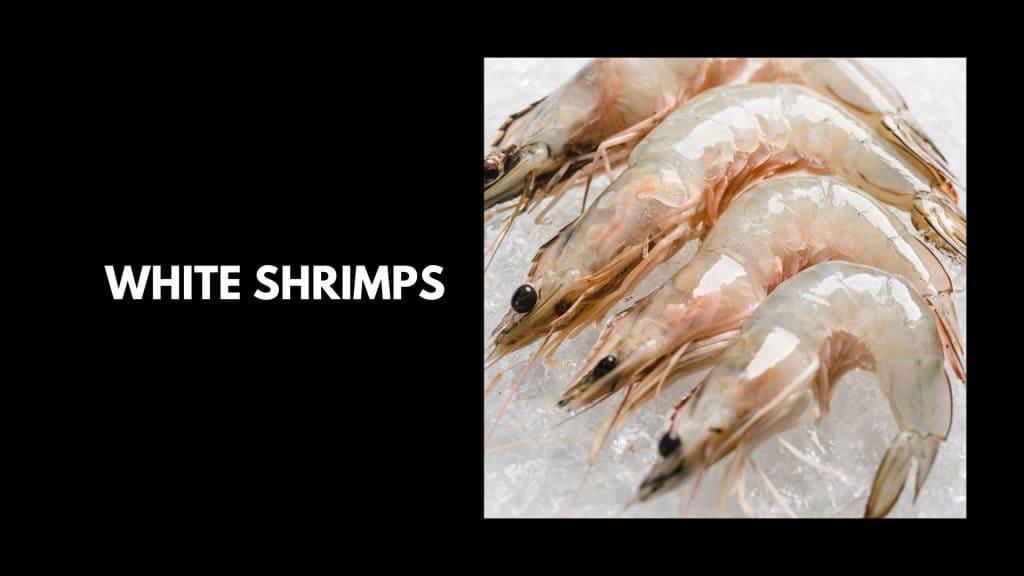 White-Shrimps