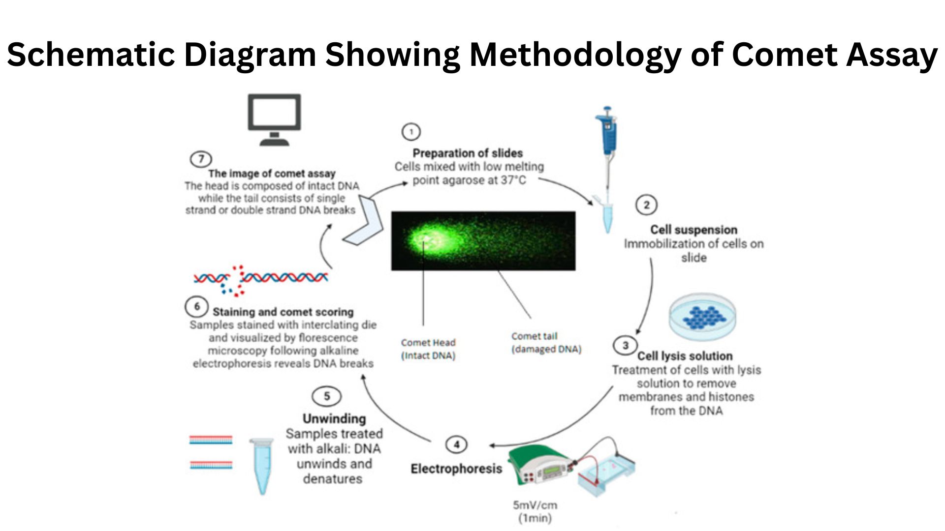 Schematic Diagram Showing Methodology of Comet Assay